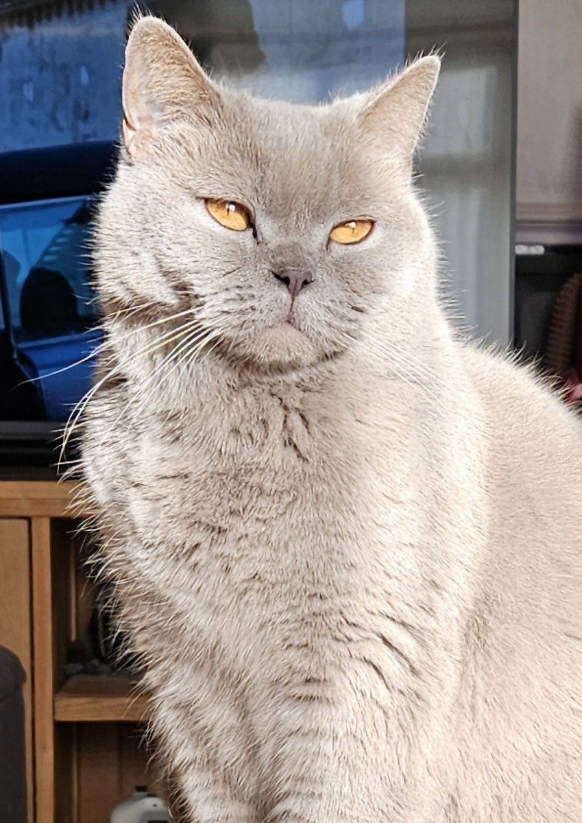 LilyRusty1's tweet image. 🐈‍⬛️♥️🐾 Goodnight to all my fur friends sweet dreams 💤 love from Lily 🐾♥️🐈‍⬛️

#CatsOfTwitter #CatsOnTwitter #Cat #cats