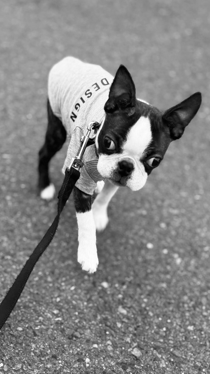 そろそろてぃぃしゃっじゃさむぃってぉもってる男🥹
#Mikey #Chuck #bostonterrier #puppy #보스턴테리어 #강아지사랑 #팔로미 #ぼすてり #ボストンテリア好きな人と繋がりたい