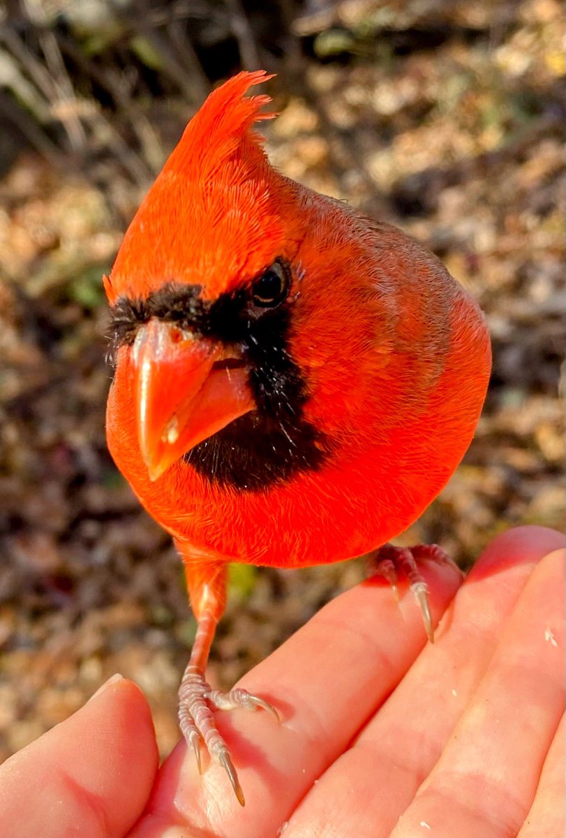 theaterlover1's tweet image. Intensely red cardinal Monday in @CentralParkNYC #BirdTwitter #BirdsSeenIn2025  #birdcpp