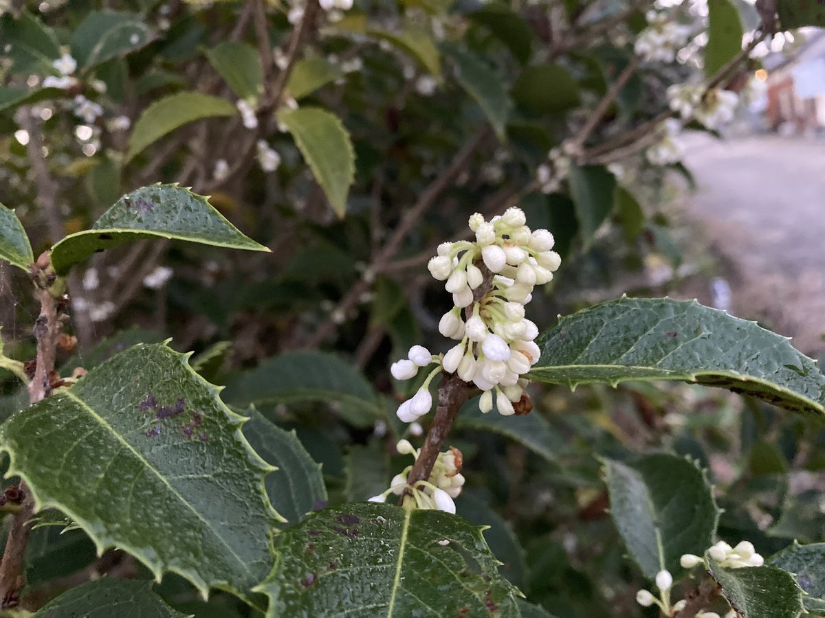 hattanco's tweet image. おはようございます

風に乗ってほんのり香る

雨の朝

黄砂も混じるらしい…

今週もつつがなくꔛෆ🍀*゜