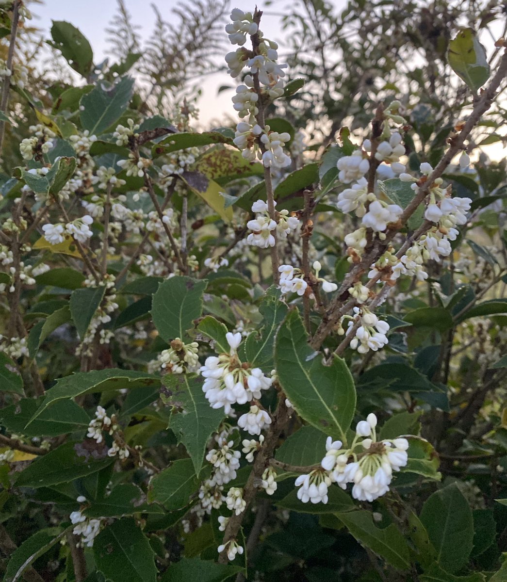 hattanco's tweet image. おはようございます

風に乗ってほんのり香る

雨の朝

黄砂も混じるらしい…

今週もつつがなくꔛෆ🍀*゜