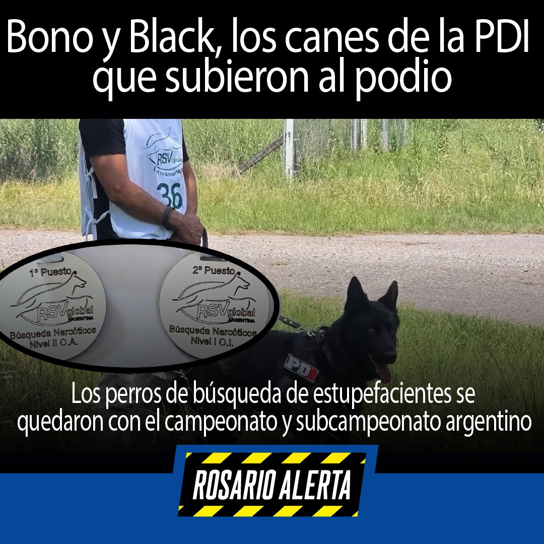 RosarioAlerta's tweet image. 🐕🏆 Bono y Black, los canes de la PDI, se quedaron con el 1° y 2° puesto del Campeonato Argentino de Perros de Utilidad en Córdoba. Entrenamiento, disciplina y orgullo santafesino. #RosarioAlerta #PDI #Seguridad rosarioalerta.com.ar/site/?p=29248 a través de @RosarioAlerta