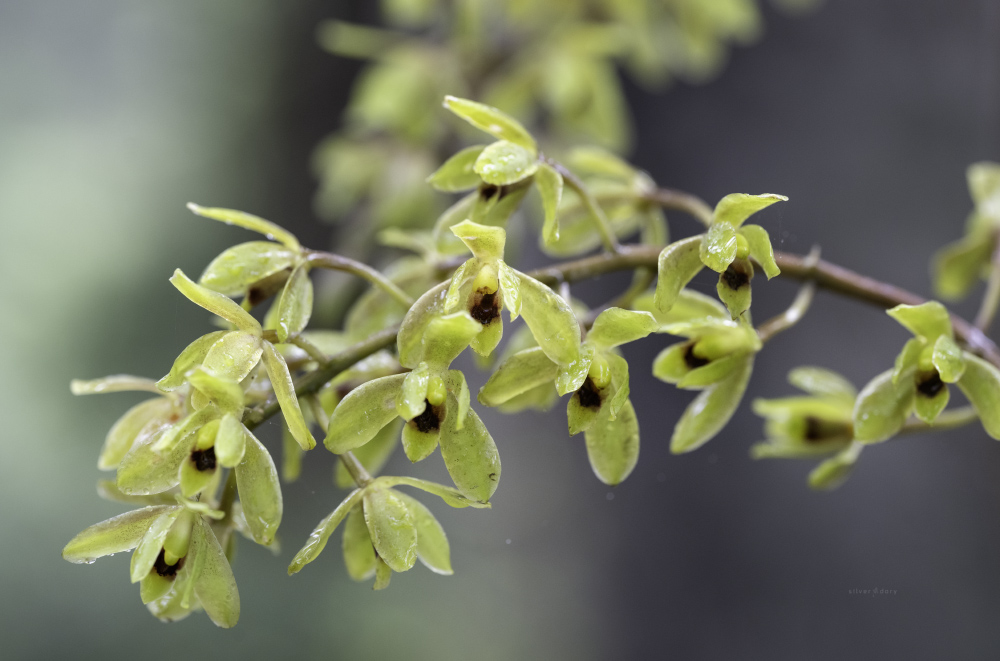 Silver Dory tweet media