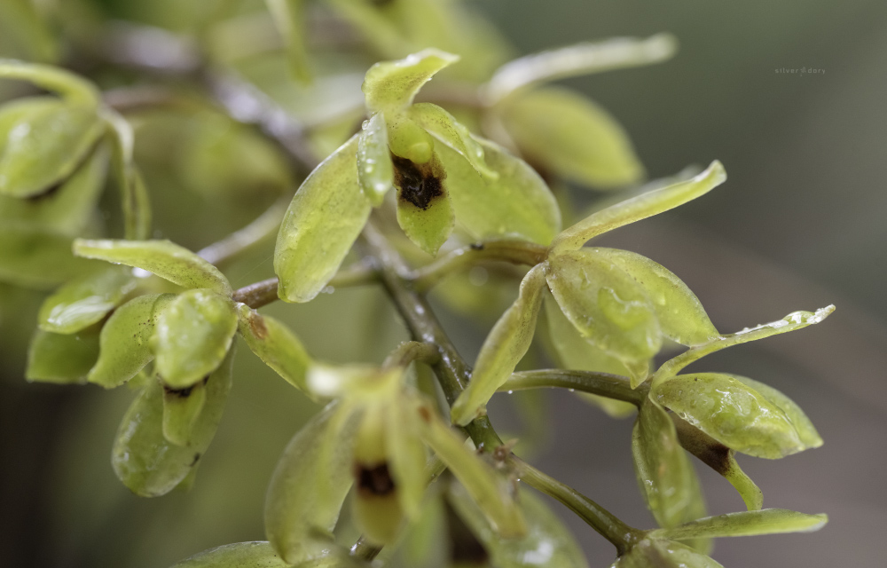 Silver Dory tweet media