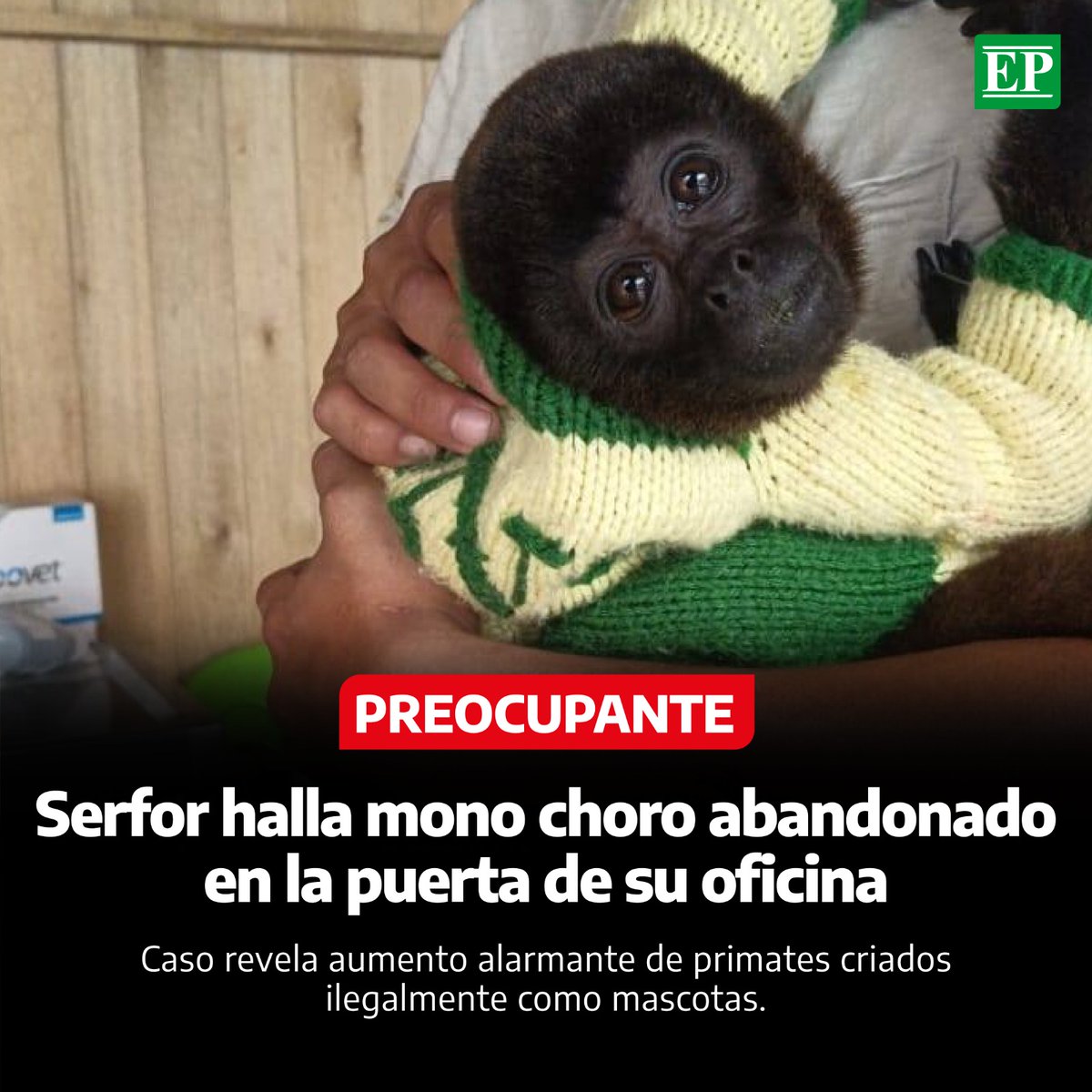 Diario_EP's tweet image. #Arequipa | Serfor Arequipa reportó un hecho inusual tras la difusión de información sobre el incremento de #monos rescatados en la región: un mono choro hembra fue abandonado en un canil en la puerta de la oficina, vestida con pañal y ropa de lana hecha a medida.(1/2)