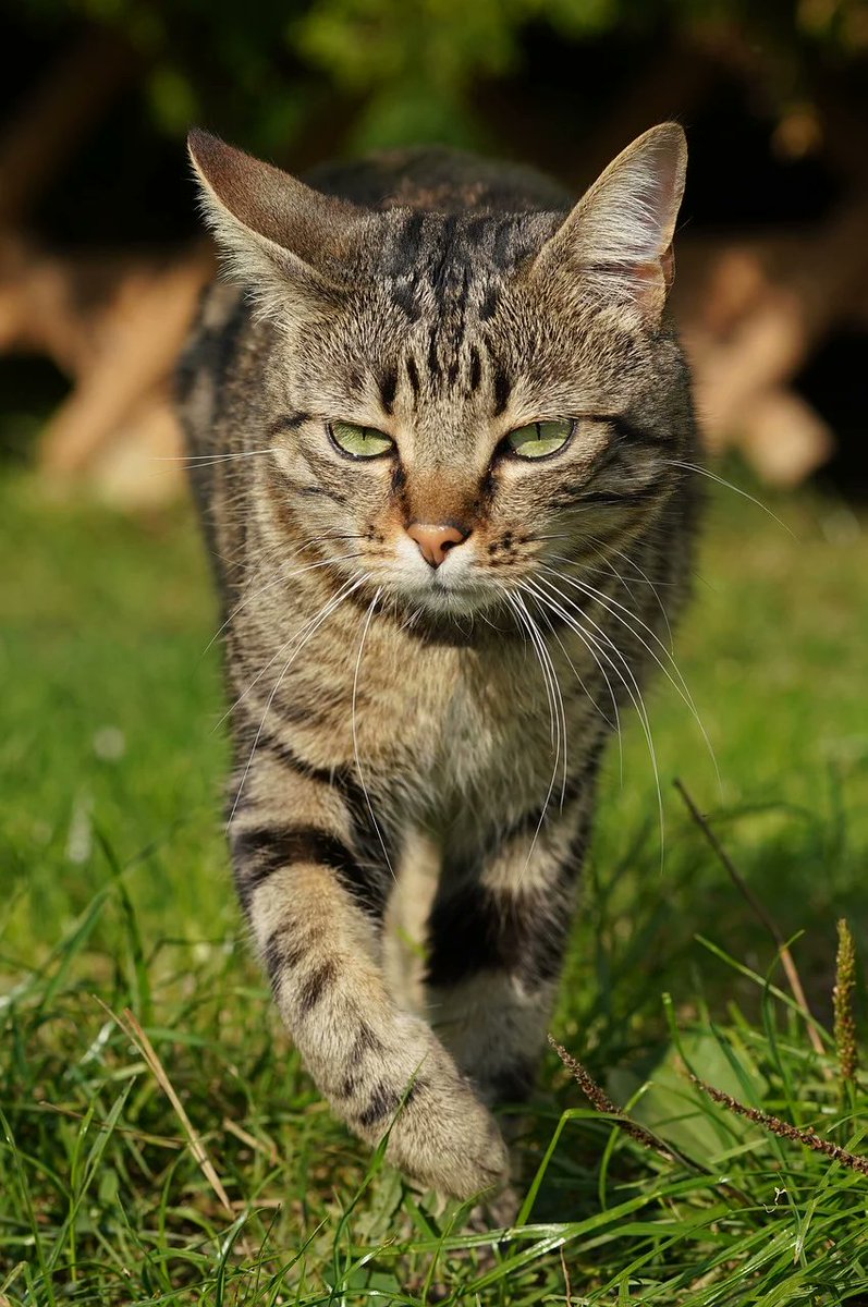 Joy_Elvera's tweet image. Day 30/90: 1/3 of my OSINT journey complete! 🎯
Today = DSA test prep (CA tomorrow 📚)
Quick lesson: Understanding Big O notation (O(1) vs O(n) vs O(n²)) isn&apos;t just for coding interviews, it&apos;s what makes your OSINT automation tools fast vs painfully slow.
#OSINT #DSA