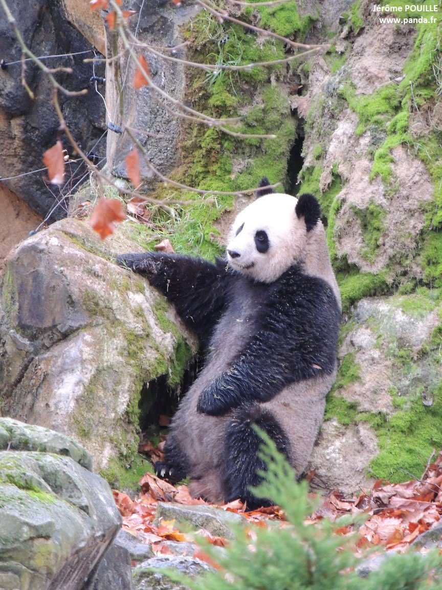 pandas_fr's tweet image. 🐼🐼 🇫🇷✈️🇨🇳 Dans quelques heures Huan Huan et Yuan Zi vont quitter @zoobeauval. Pour suivre les informations et photos de ce périple, rdv sur cette page que j’actualiserai régulièrement demain ⤵️
panda.fr/depart-huan-hu…

📸 Huan Huan hier / ©️ J. POUILLE

#départpandasbeauval