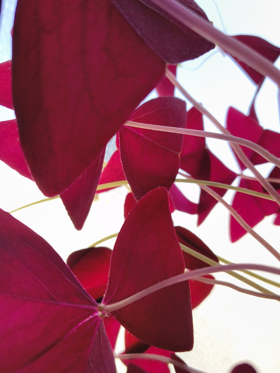 Si fuera un insecto, mirar para arriba y ver lo siguiente 😍, tan bonito el oxalis triangularis por donde se le vea.
#Lunesdehojas de <a href="/LuzStellaCaRo/">🍃 LuzStellaCaRo</a>.
#Felizlunes 👋🏻😄