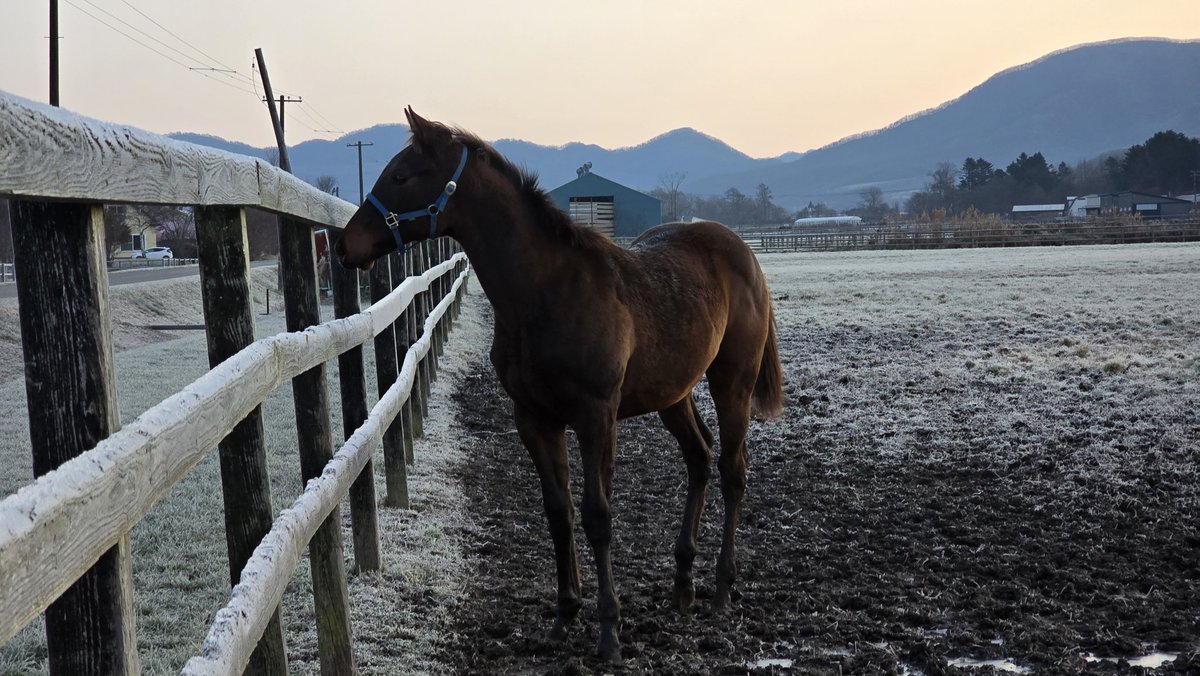 t_f_2nd's tweet image. 昨日、アメジストハートの弟が入厩
新入りなのでみんなに絡まれてる🤭
強くなれよ