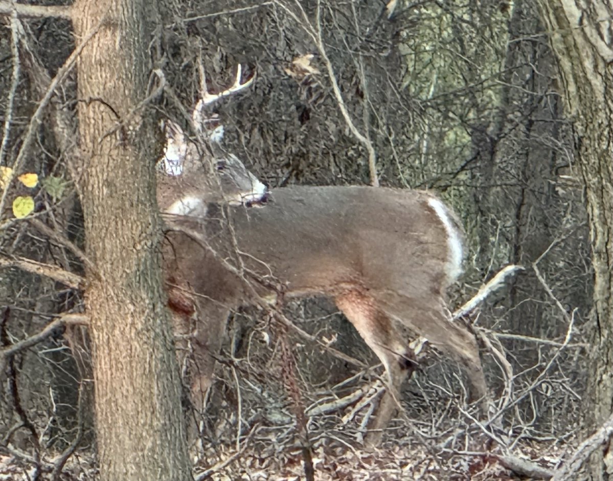 One antler down. It can’t be too far away. I saw this guy earlier today.