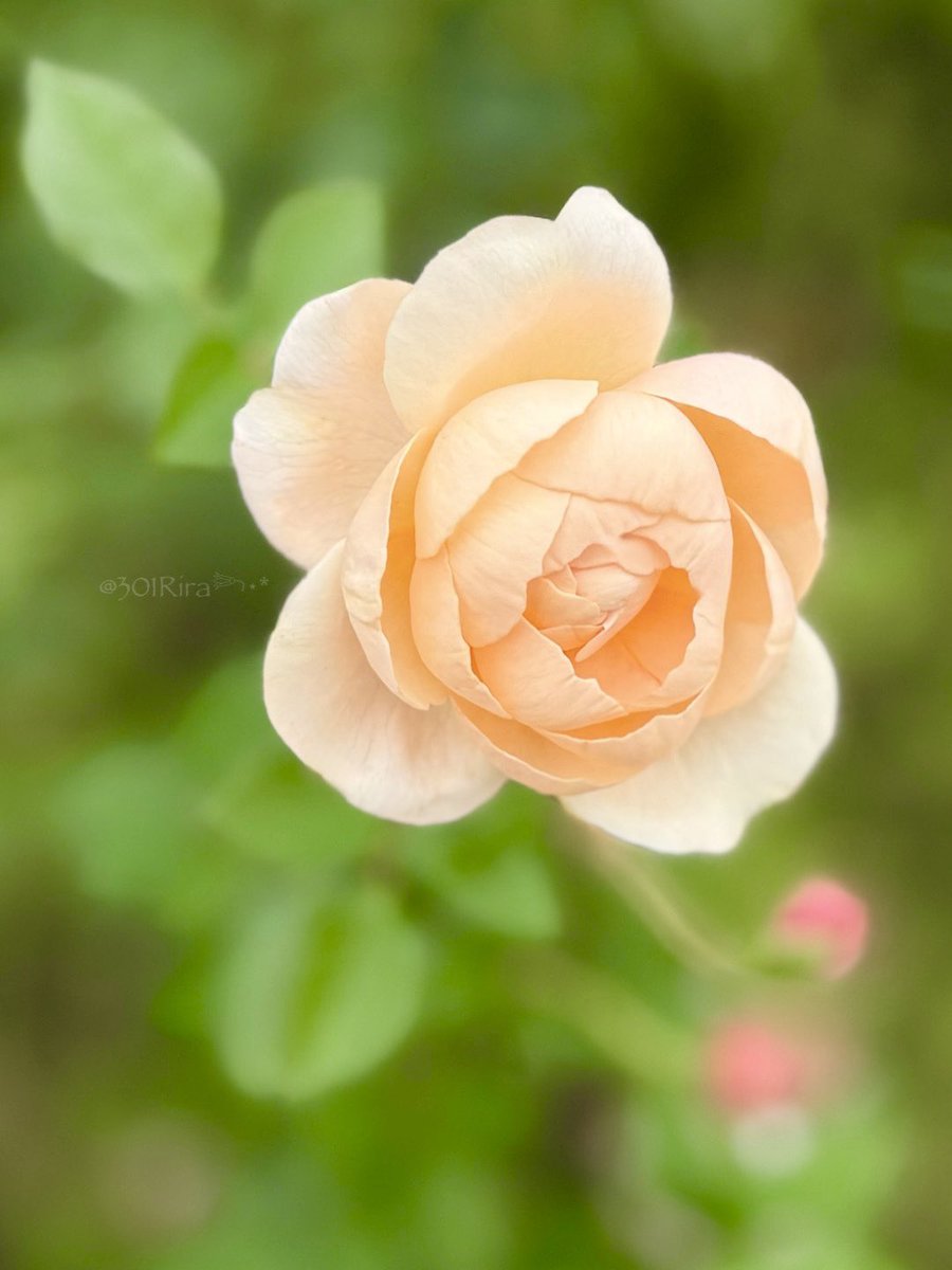 301Rira's tweet image. 𖤣𖥧𖡼.𖤣𖥧
今週もどうぞよろしくね(⁎ᴗ͈ˬᴗ͈⁎)
 #ｷﾘﾄﾘｾｶｲ
 #TLを花でいっぱいにしよう