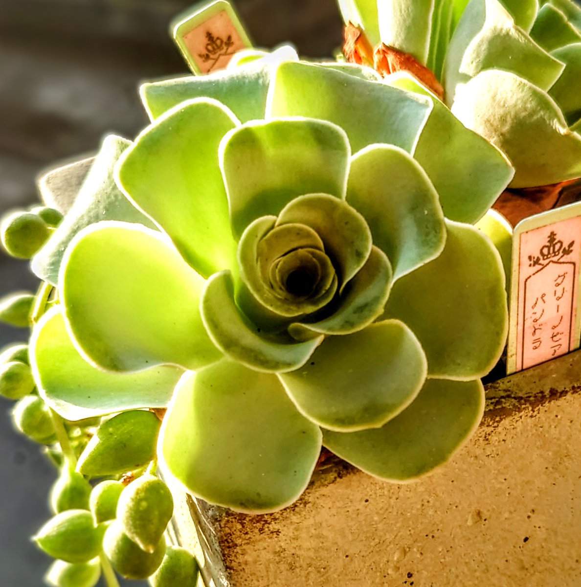 vanillachiffon3's tweet image. こちらのしっかり顔の
PANDORAさん🤍
お目覚めデス✯
わ✩た✩しの
イメージは
ぺちゃん顔で
一面ピンク色して
カワイイ💞娘さん
なんですが…
何年もたつと
イメージとは
かけ離れた娘に
成長することも
あるんです
(*˘︶˘*).｡.:*🩷

#多肉植物
#グリーノビア
#PANDORA
#グリーンネックレス
#寄植え