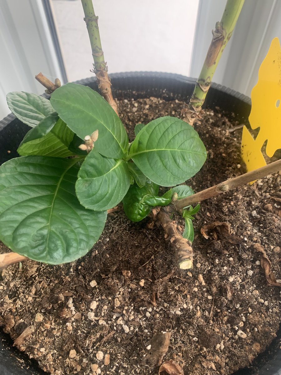 IdeasBold45141's tweet image. Everyone told me to throw this out - but look 💚