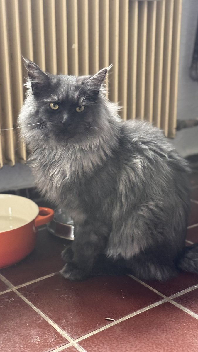 соседняя ветка эволюции tweet media