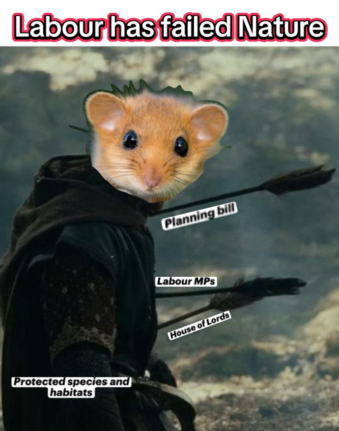 Danica Priest🦇🦎🦇🦎🍃💚🍃 tweet media