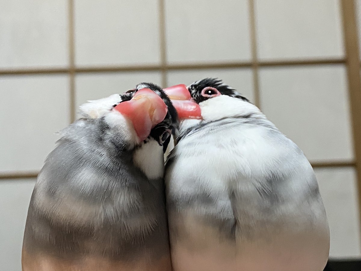 友と文鳥ｽﾞ°ʚ(•ө•)ɞ° (@97k31) / Posts / X