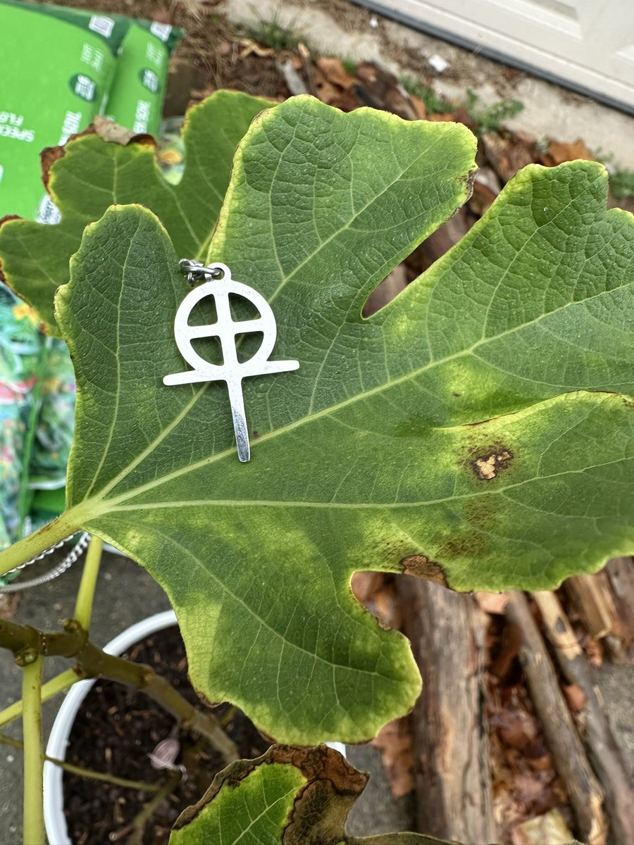 davedecimation's tweet image. I feel like my plants can feel the hate around me sometimes.