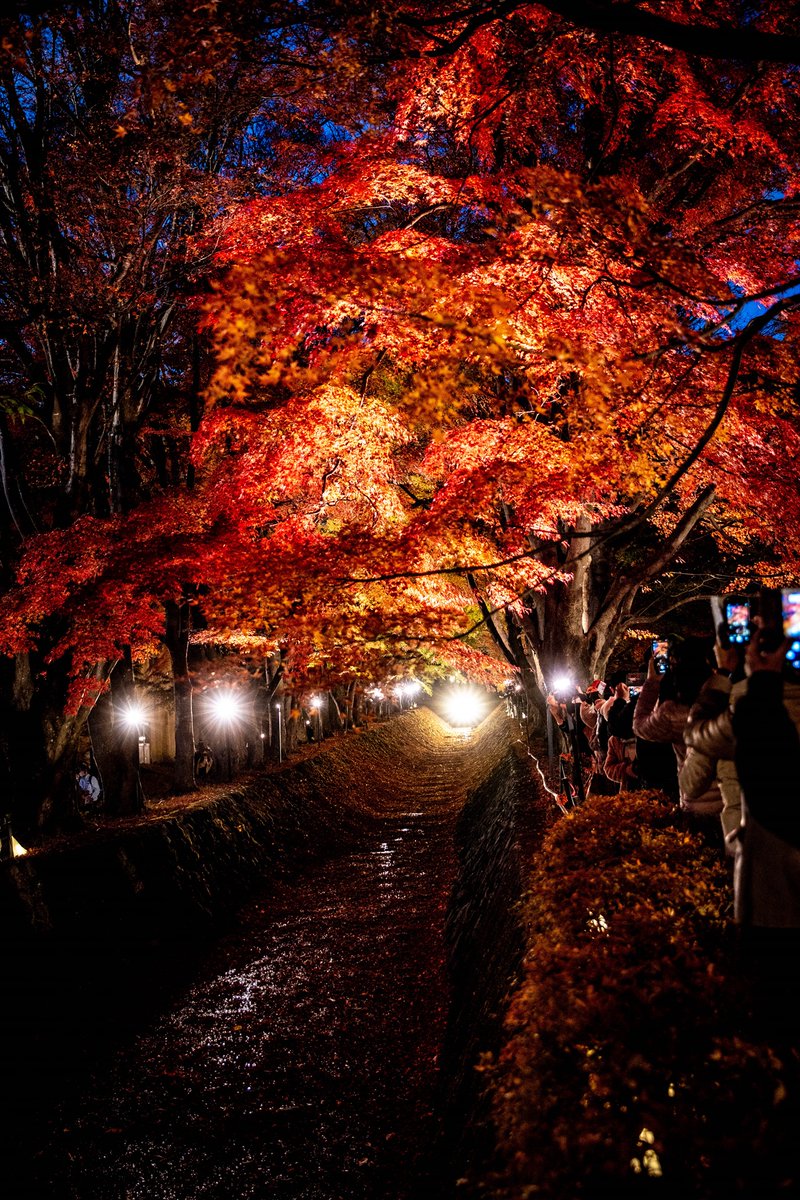 tfk6502's tweet image. 河口湖 もみじ回廊 2022/11