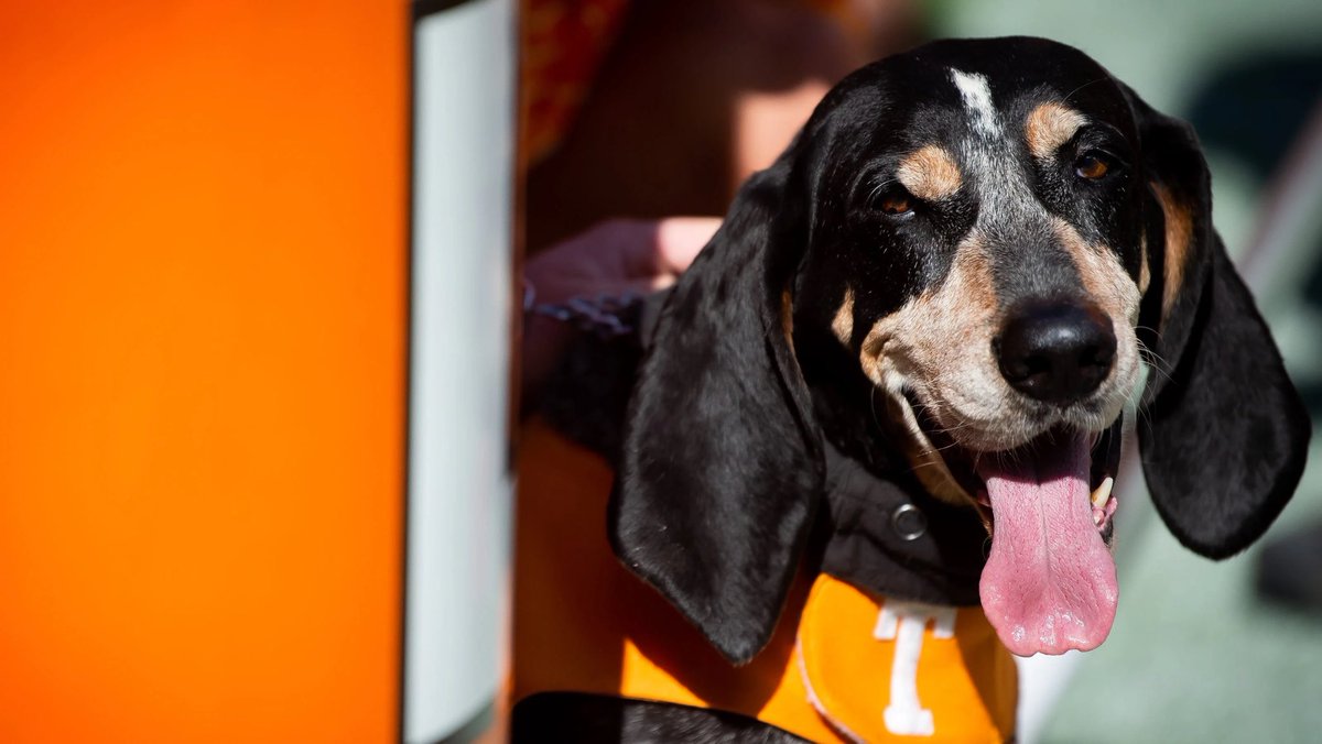 SullenSerf's tweet image. The goodest boy is retiring 🍊