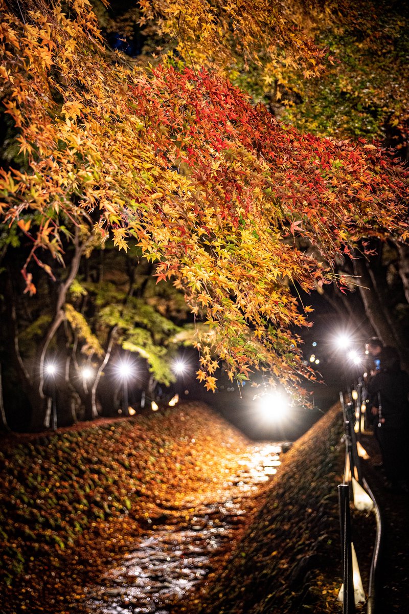 tfk6502's tweet image. 河口湖 もみじ回廊 2022/11