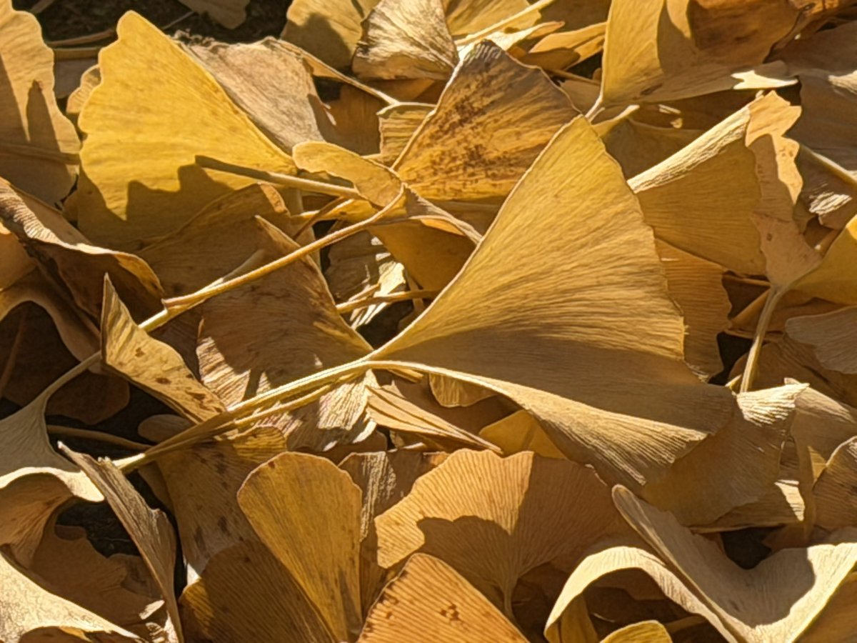 ✲ﾟ*•(*･ω･*)おはよう❣
11/25火曜日☁️⸝⸝꙳
気温13℃
昨日がポカポカ陽気で暖かかったのに急降下
寒い🥶 ⸝⸝よ
今日は｢いいえがおの日｣
ニコニコ笑って連休明け始めましょ🎶
( *´꒳`*)ฅ"ｲｯﾃﾗｯｼｬｲ👋
ｲｯﾃｷﾏｰｽ・:*🚙💨💨³₃³₃