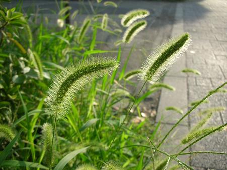 honky_tonk's tweet image. 魂のはからいに対する長年の信用を基に、今年も胸まで血を下げ、意識を腹まで下げ、風に吹かれて飛ぶタンポポの種のように過ごします。

着地点で瞬発力を発揮する自分自身も信用して ＾＾
ascension2011.jugem.jp/?eid=2227
#entrust #委ねる