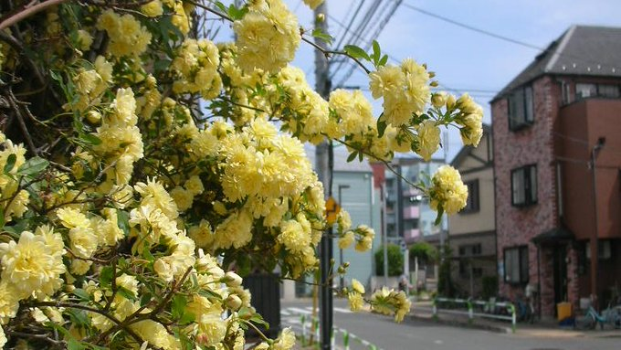 honky_tonk's tweet image. I work together with The Creation and its love &amp;amp; wisdom.

天地創造と、その愛・叡智と共業

I part with adherence and relax, and then entrust the whole self to things that happen as a result.

執着を手放しリラックスをして、その結果起こってくる事に私全体を預けてゆく
#entrust #委ねる