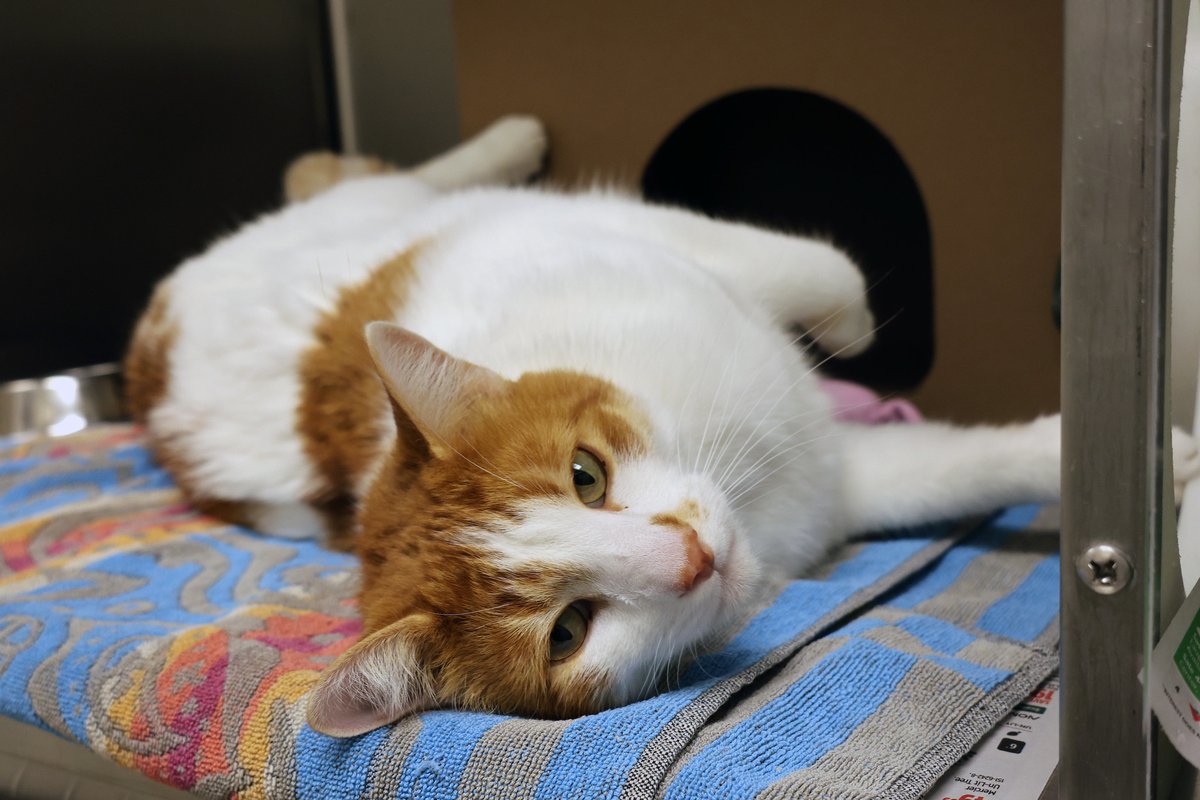 Meet Zuko! He’s a four-year-old cat looking for his forever home. He’s a sweet boy who loves being pet and spending quality time with his favourite people.

Adopt Zuko: bit.ly/3USRSDt
