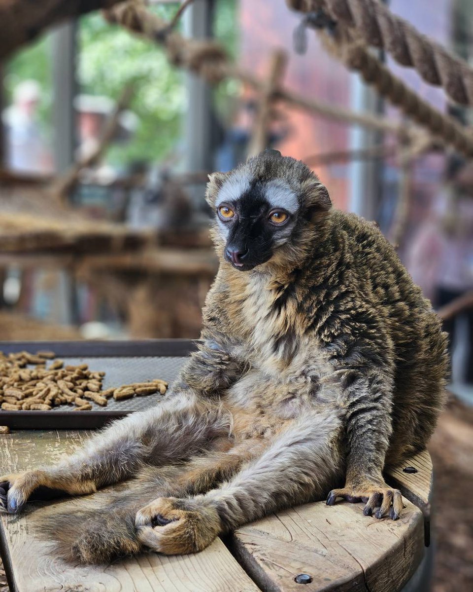 calgaryzoo's tweet image. Our female red-fronted lemur ‘Rhubarb’ is relaxing just like we do at the end of a Monday! 🥴 

#YourZooYYC