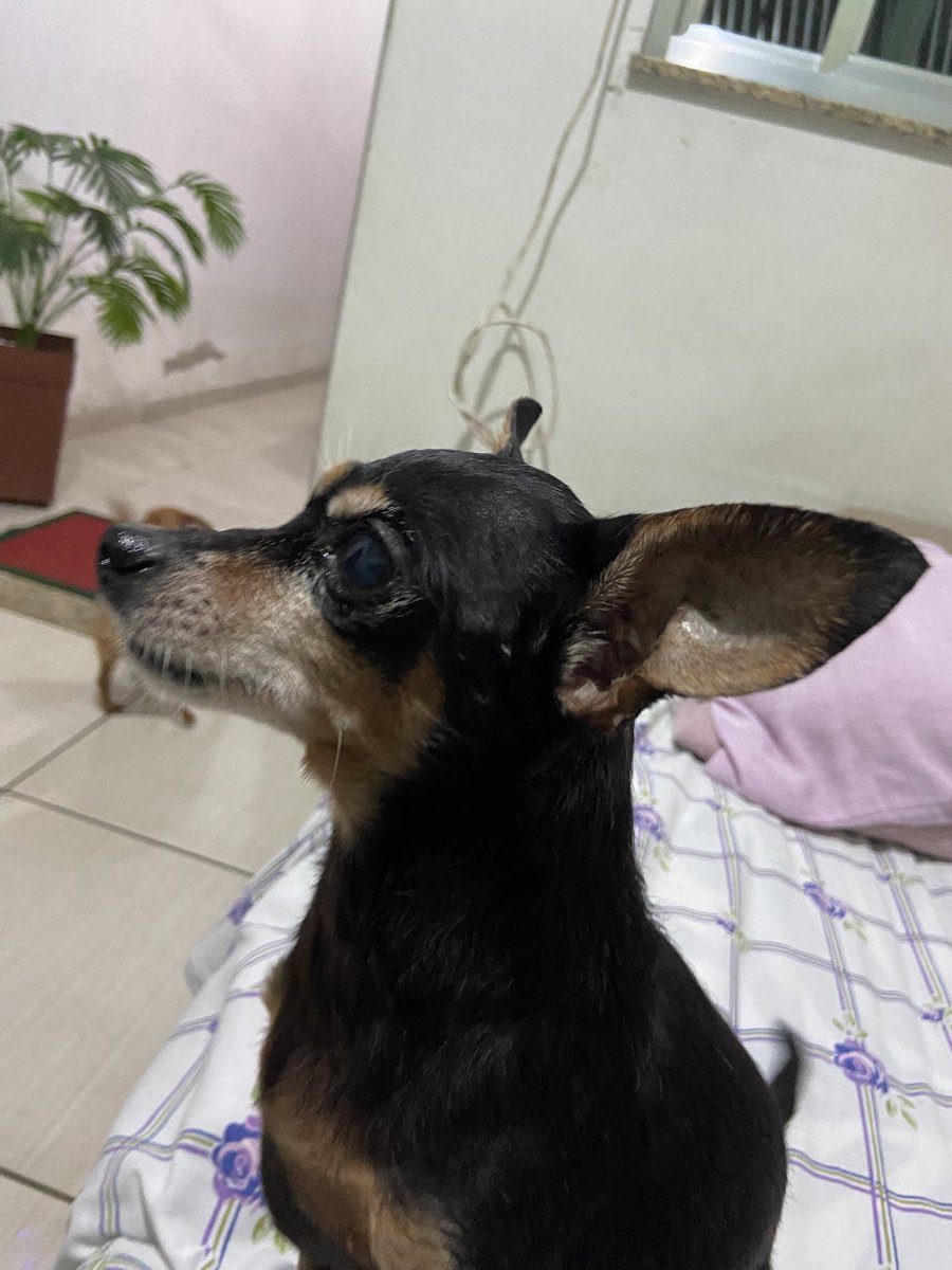 playzudo30's tweet image. Nick - 12 anos #pitcher #cachorrinho