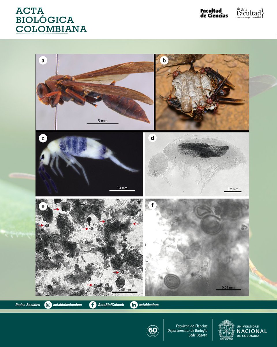 Revista Acta Biológica Colombiana UN tweet media