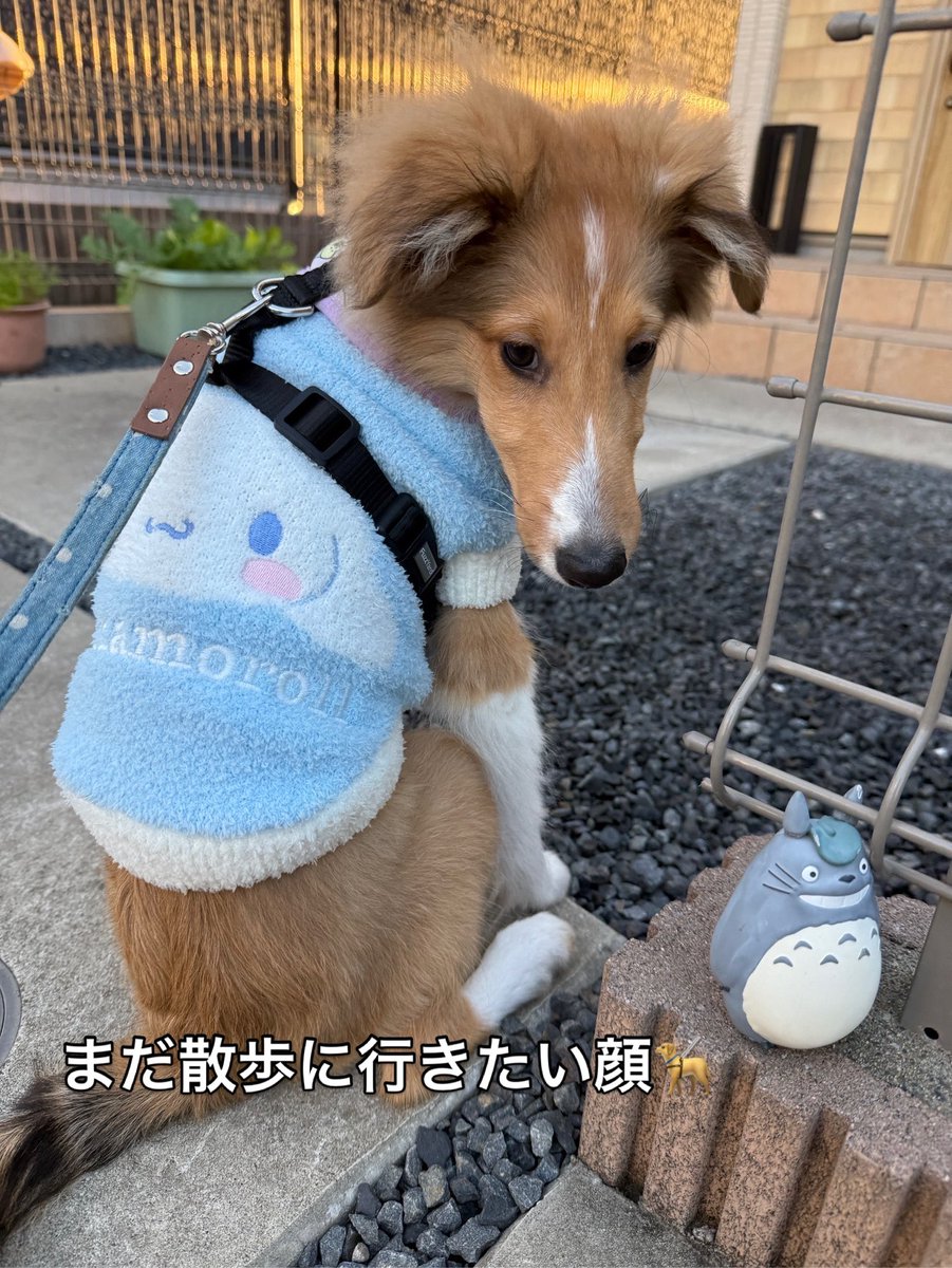 散歩から帰ってきたけど、まだ散歩に行きたいシェリー🦮 子供達の学校