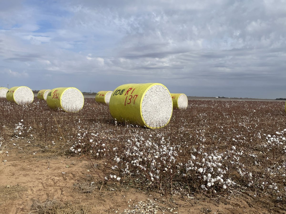 The  past few weeks have been full.  Almost forgot to capture a few photos  of research plot harvest.  Here are some from the last trial of 2025!   See you at during meeting season for the data releases!