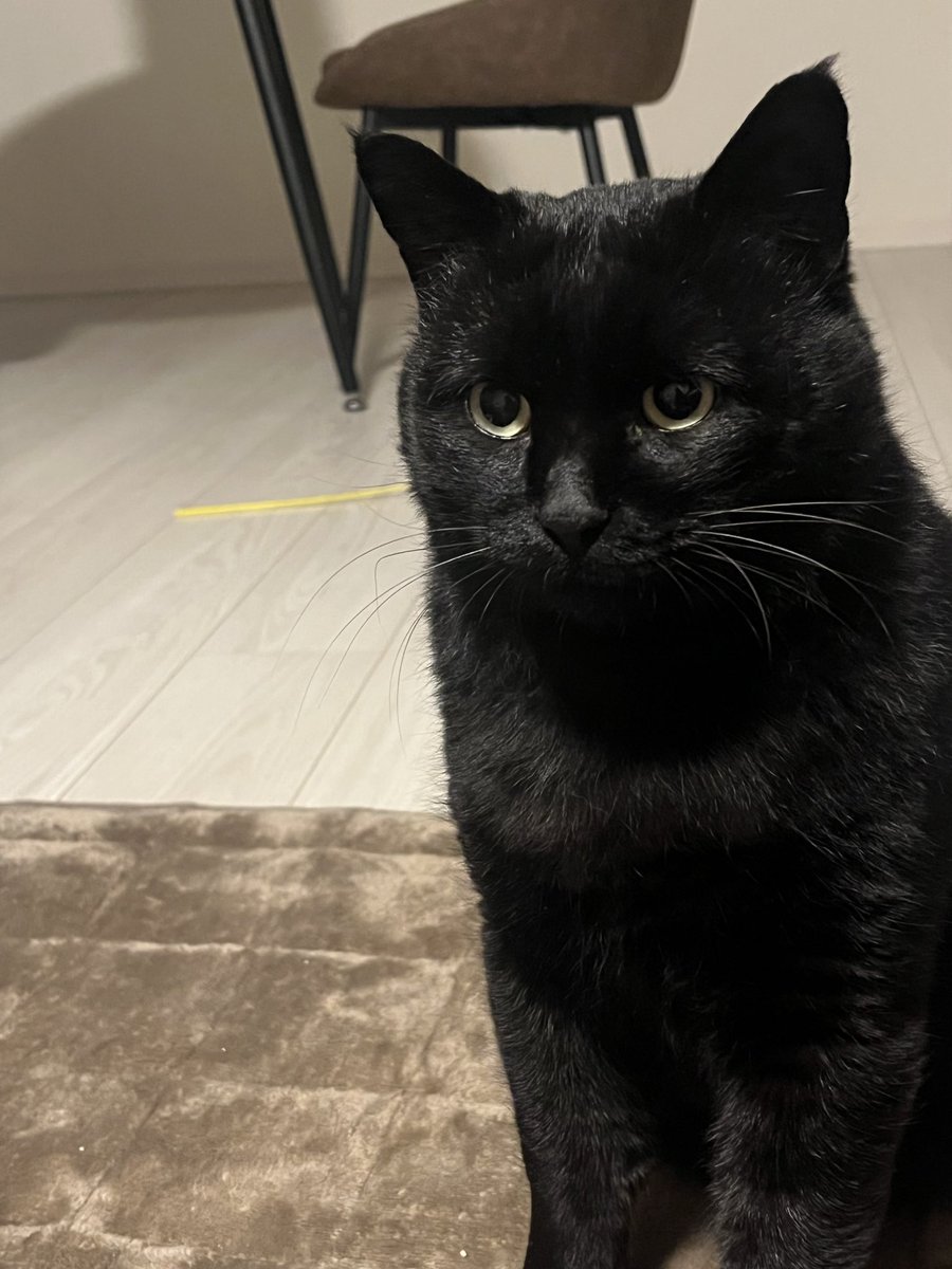 黒猫様♡ありがとうございます♡ 黒猫