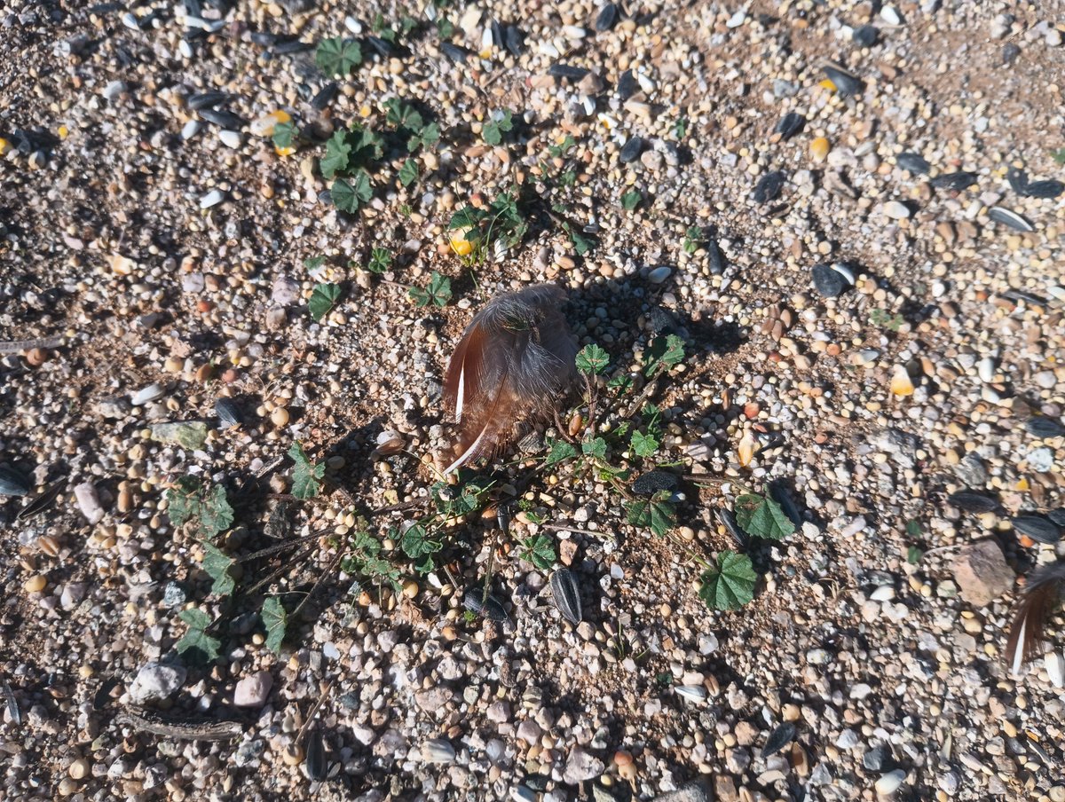 operatorihc's tweet image. 