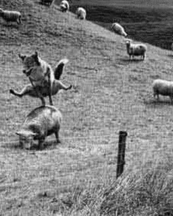 awnthego's tweet image. Go off script and don’t come back