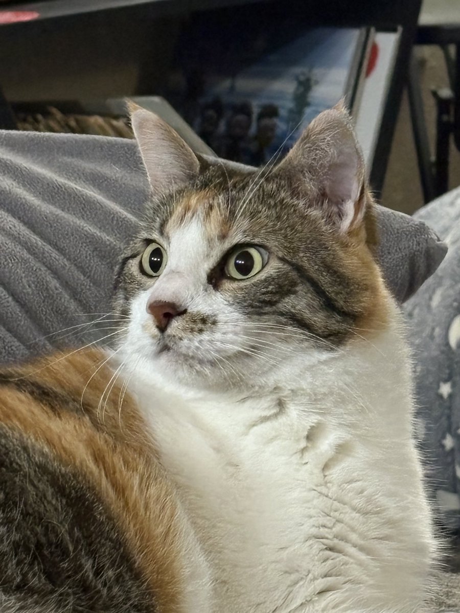 Brett Mallon tweet media