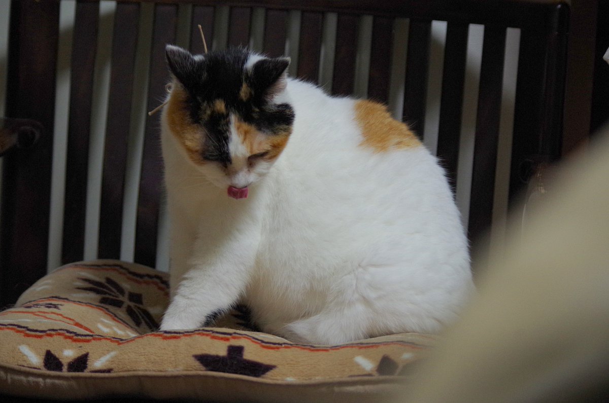 MIU_no_Papa's tweet image. タイムマシン　かんな　撮影日 2015年11月25日

 雨雲が次々と通り過ぎる朝になっています
そんな今朝はタイムマシン
10年前の今朝のかんな
珍しく療養服を着ていない
体調良かったようですね　(^^) /  

#猫が好き 
#猫がすき 
#毎日が猫の日