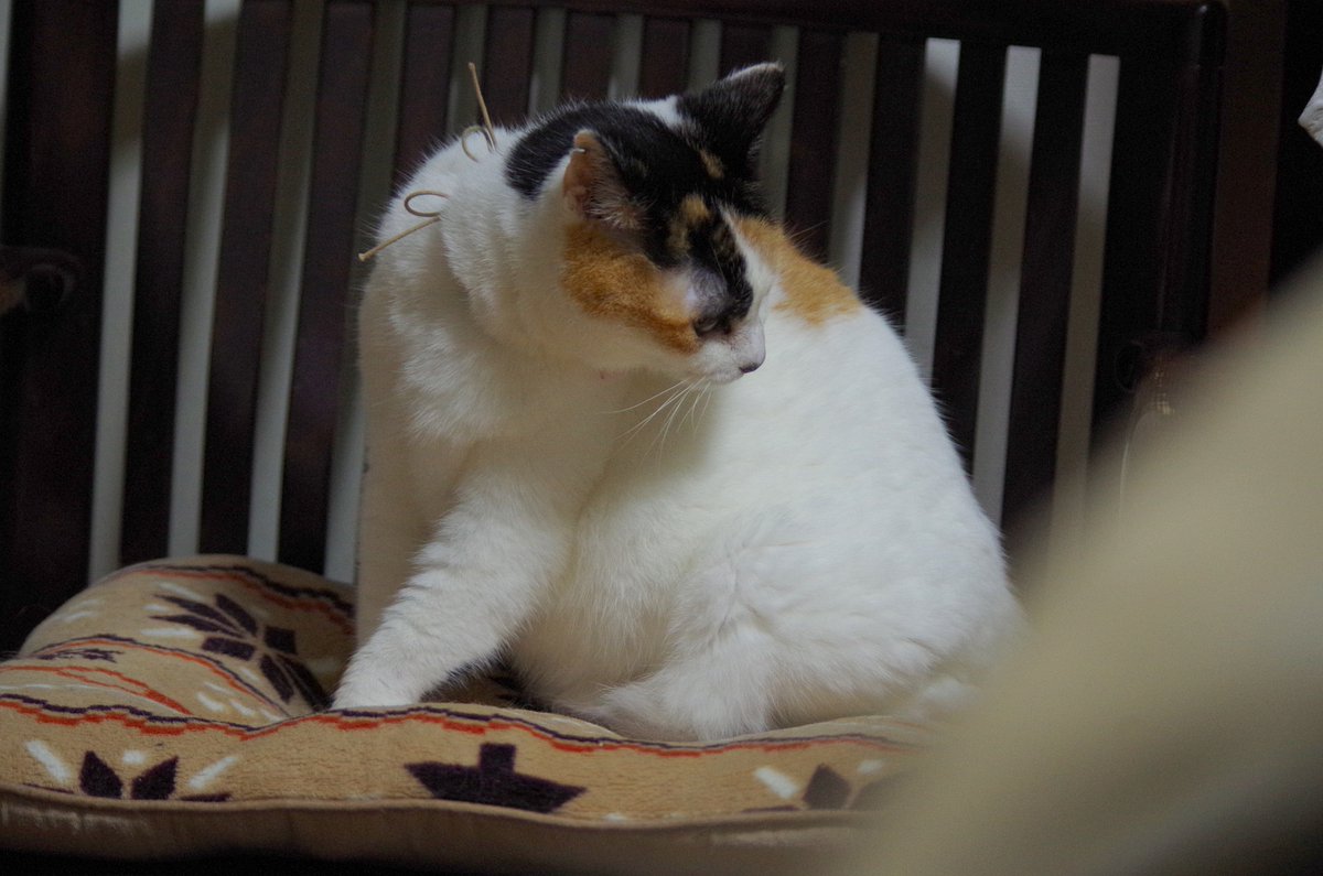 MIU_no_Papa's tweet image. タイムマシン　かんな　撮影日 2015年11月25日

 雨雲が次々と通り過ぎる朝になっています
そんな今朝はタイムマシン
10年前の今朝のかんな
珍しく療養服を着ていない
体調良かったようですね　(^^) /  

#猫が好き 
#猫がすき 
#毎日が猫の日