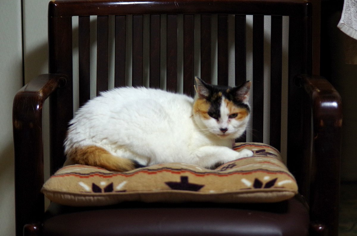 MIU_no_Papa's tweet image. タイムマシン　かんな　撮影日 2015年11月25日

 雨雲が次々と通り過ぎる朝になっています
そんな今朝はタイムマシン
10年前の今朝のかんな
珍しく療養服を着ていない
体調良かったようですね　(^^) /  

#猫が好き 
#猫がすき 
#毎日が猫の日