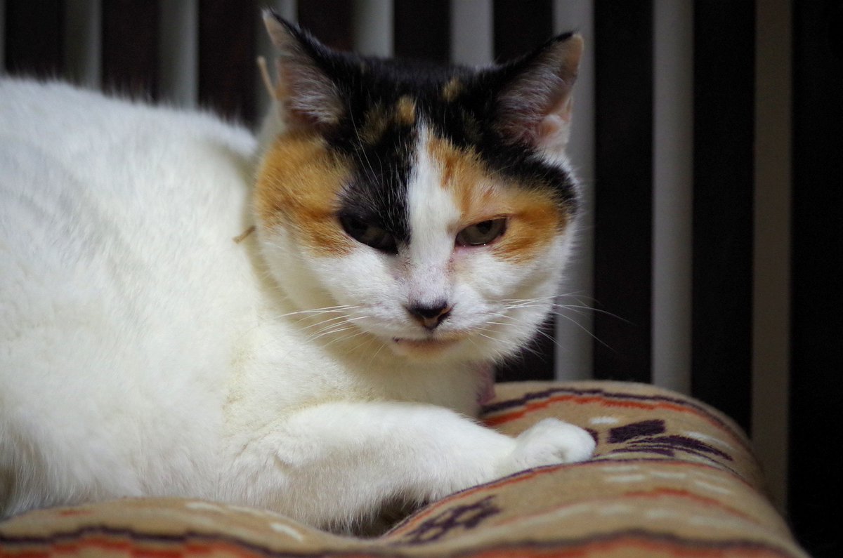 MIU_no_Papa's tweet image. タイムマシン　かんな　撮影日 2015年11月25日

 雨雲が次々と通り過ぎる朝になっています
そんな今朝はタイムマシン
10年前の今朝のかんな
珍しく療養服を着ていない
体調良かったようですね　(^^) /  

#猫が好き 
#猫がすき 
#毎日が猫の日