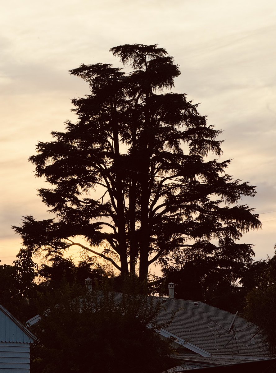 Another sunset… The weather sure made a change.. Same tree, a week apart…