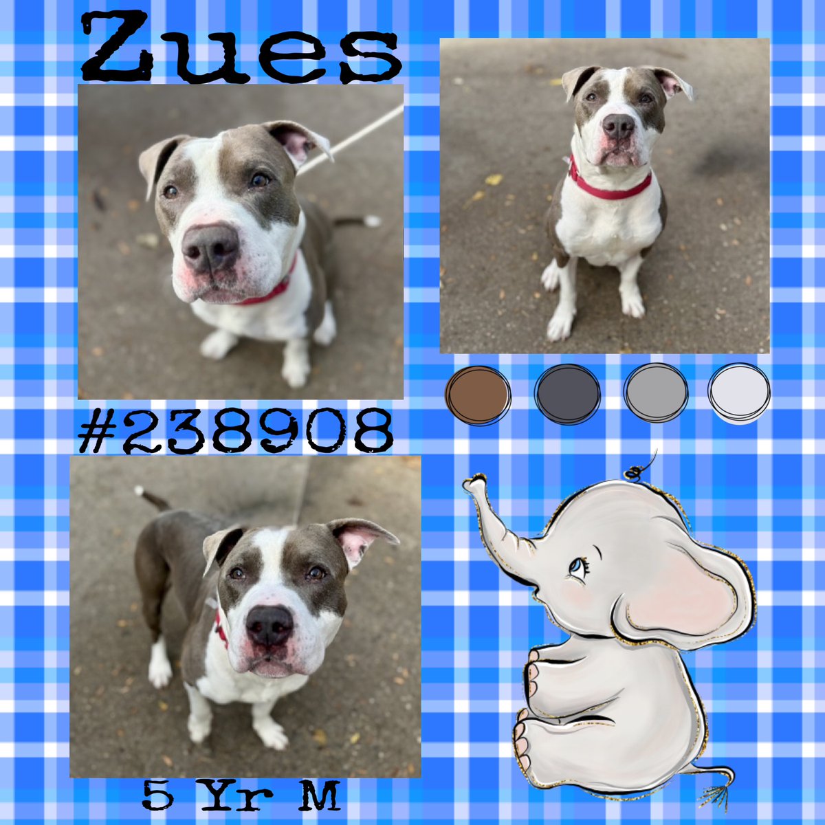 Quinnqueens's tweet image. 💙🩶 ZUES 🩶💙
#238908 #MACC 5 Yr M
Relisted TBK 11/25 #RescueOnly
Zues is an energetic, affectionate little boy. Recovering from CIRDC, has chicken allergies &amp;amp; otitis externa🚑. He would love 2 b part of ur family. Smart &amp;amp; social💙#Foster #Pledge4Rescue
nycacc.app/browse/238908