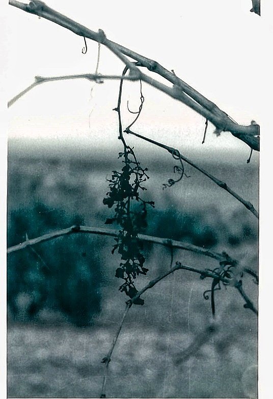 El frío en la viña es testigo de los silencios del invierno y de las esperas. Así la Mancha se desnuda, y el tiempo escribe  en sus ramas.