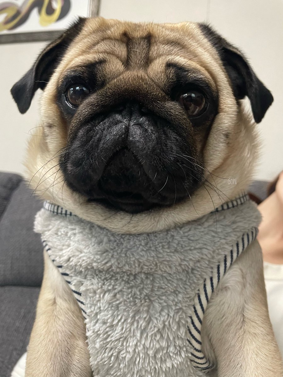 パグ様 Post by ばぐパグ on X: おはよう〜！！