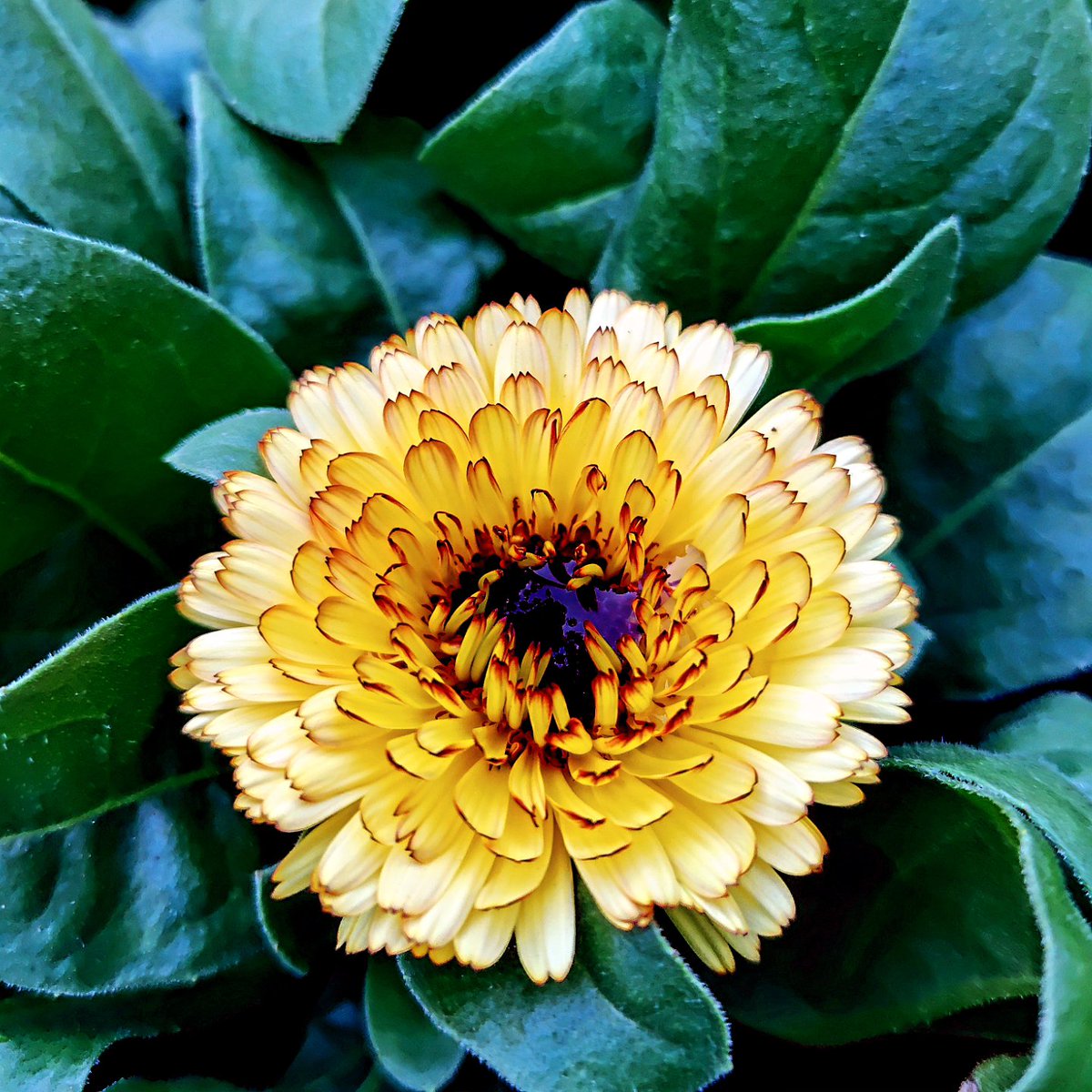 おはよ💛連休明けﾌｫｲ♡トランプ習近平電話対談!まあ､トランプ台湾問題興味無いよねw益々孤立する早苗~さてどうする!が支持率若い子中心にかなり高い!マジ目眩…で､今日は笑顔の日!マスクしてるから口角下がって大変💦さあ鏡に向かって笑顔の練習!が､シャイニングのジャックニコルソンの笑顔が~💧