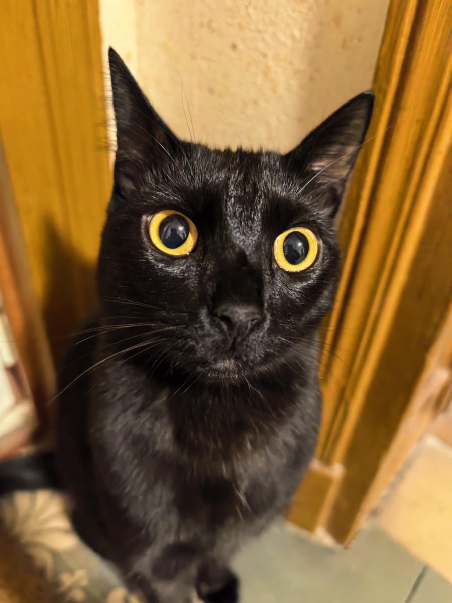 Ti Punch 🐈‍⬛ tweet media