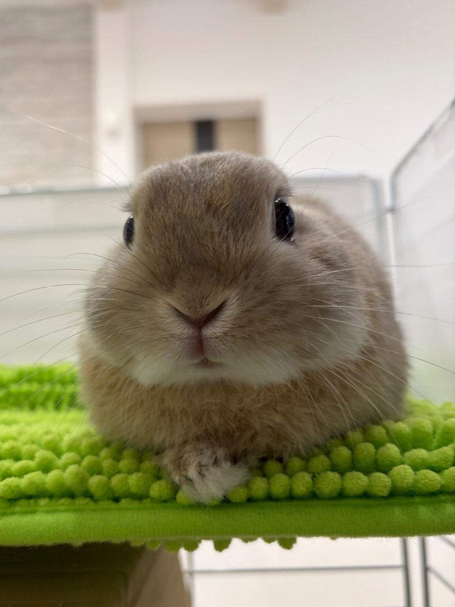 I mean… I think I’m a bunny 🐰😂