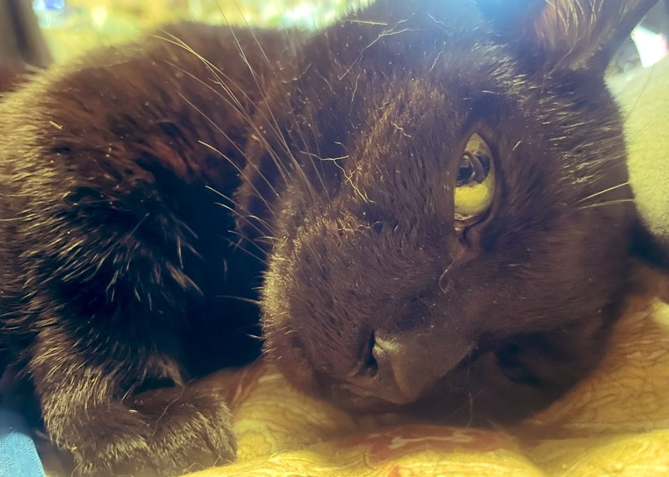 猫まんまページ ねこまんまじかん-1 | 鰹節専門店 ちきり