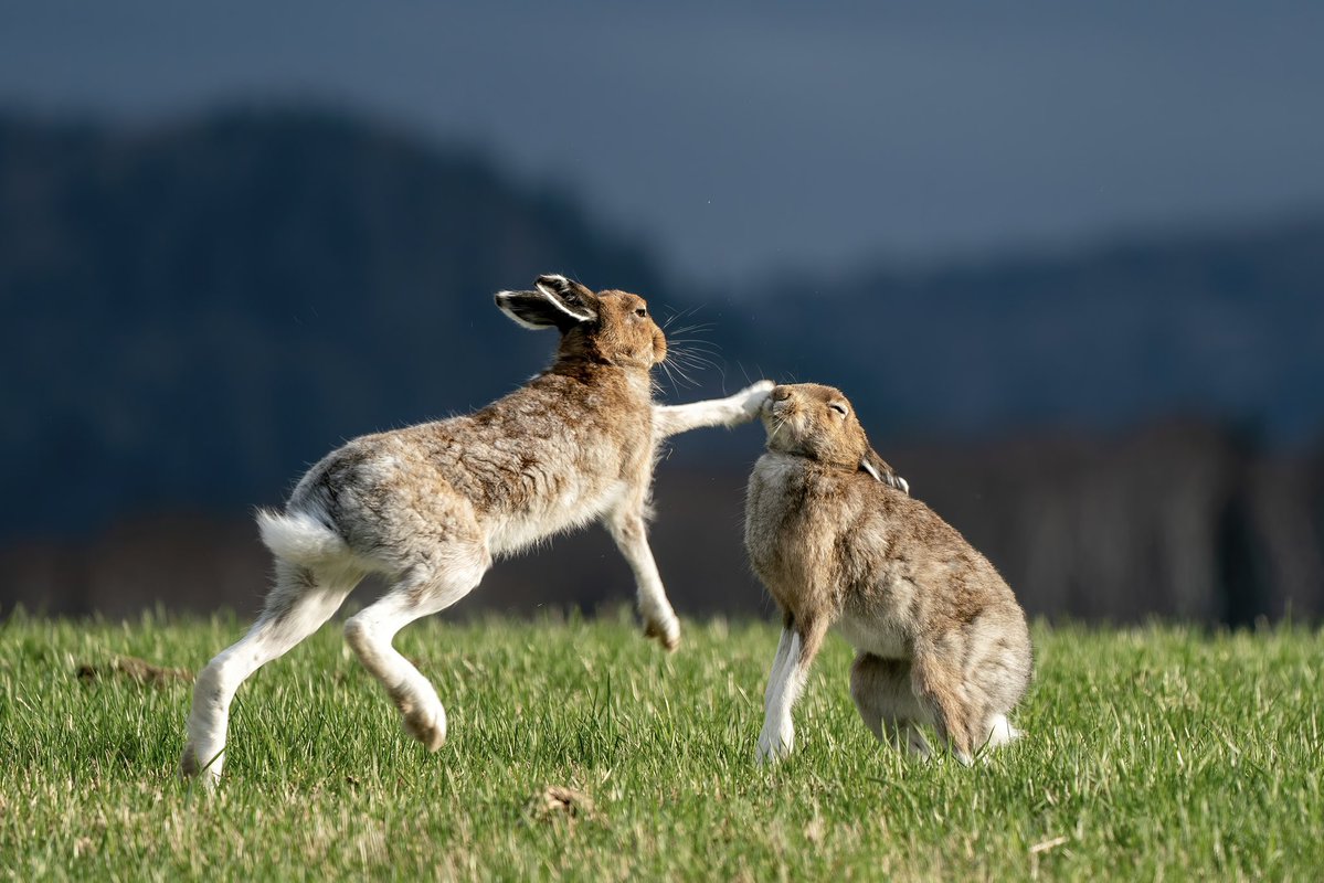 wildlife_HW's tweet image. ウサパンチ
#エゾユキウサギ
#ユキウサギ
#ウサギ
#hare